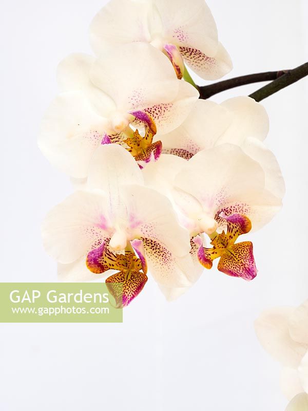 Phalaenopsis hiddensee - Moth Orchid