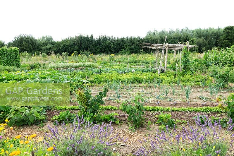 Plot with vegetables, fruit and flowers 