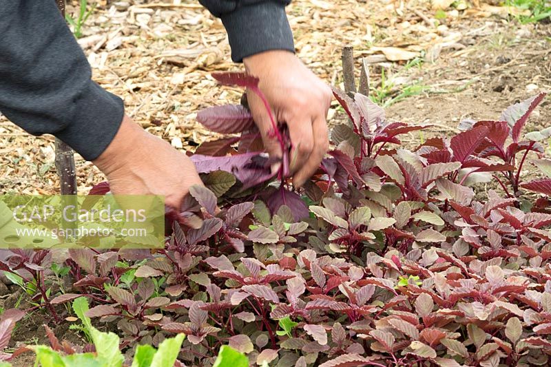 Picking Red Spinach from vegetable plot 