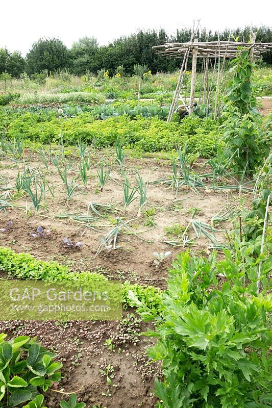 Plot with long rows of vegetables 