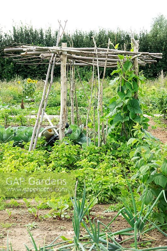 Plot with different vegetables including Bottle Gourd - Lauki - growing up plant support 