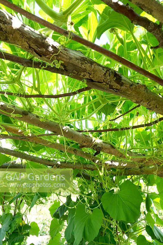 Lagenaria siceraria - Bottle Gourd or Lauki - view looking up at plant support 