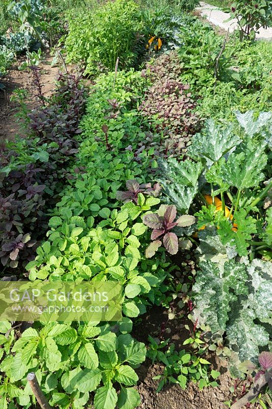Plot full of vegetables, overview of a bed