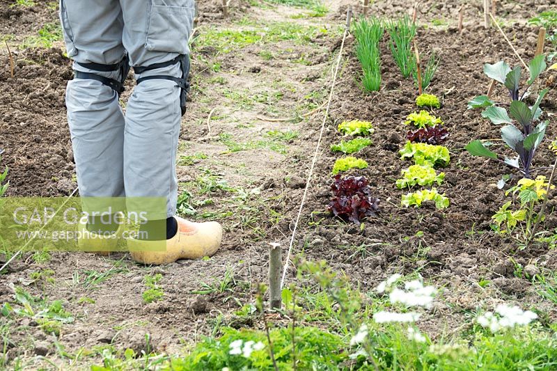 Gardener with knee pads and clogs standing on path by a marked out bed of vegetables 