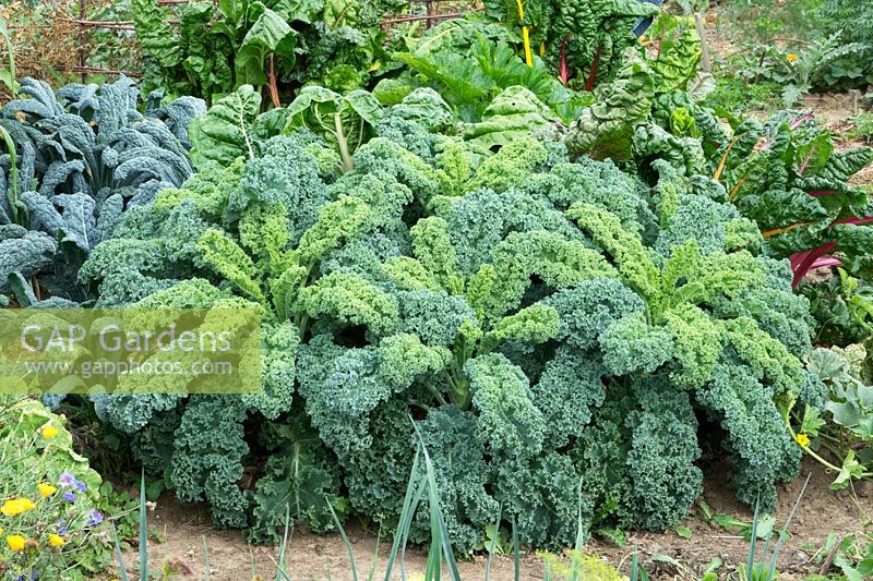 Brassic oleracea var. acephala - Kale - in bed with Beta vulgaris - Chard - 