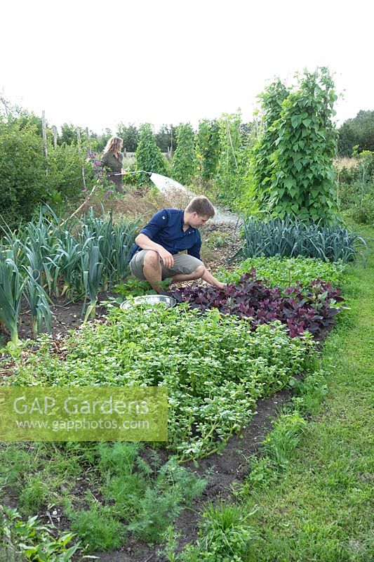 Chief cook Charlie picking vegetables in huge garden of Kiemkracht 64.
