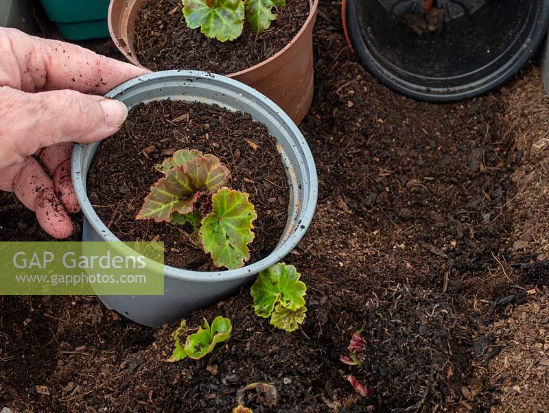 Potting up young plants of Begonia 'Super Cascade'