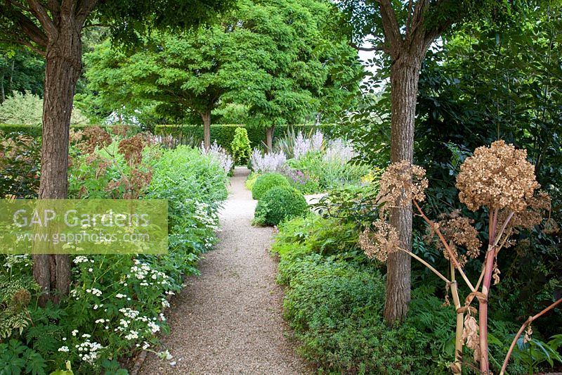 Formal path through herb garden with clipped domes, Salvia sclarea, Tanacetum parthenium and Angelica seedheads 