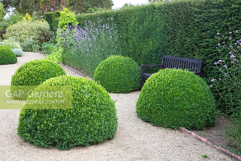 Large clipped Buxus domes around wooden seat with Verbena bonariensis, Loseley Park, Surrey