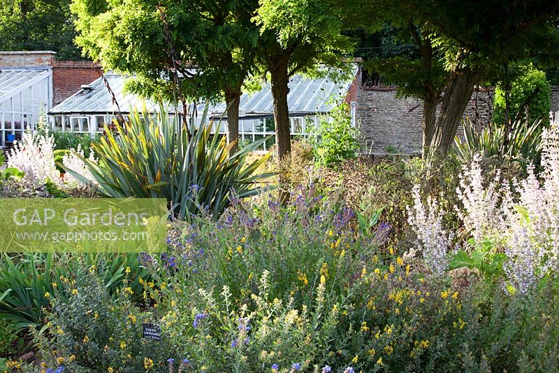 Herb Garden border with Dyers Greenweed, iris foliage, salvia and anchusa. Loseley Park, Surrey
