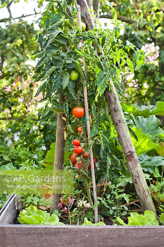 Tomatoes growing on supports in a raised vegetable bed. 