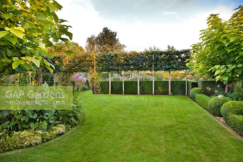 View of formal garden with pleached lime trees and clipped Yew and Box hedges. 
