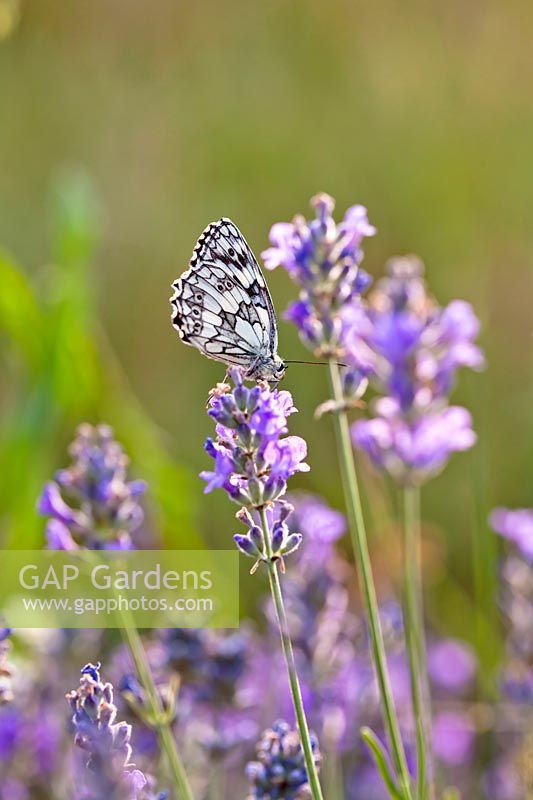 Butterfly on lavender flower