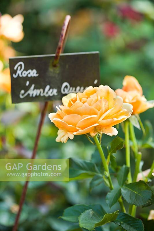 Rosa 'Amber Queen' - Floribunda Rose - with plant label 
