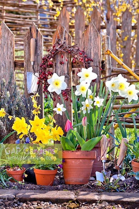 Display of potted spring flowers including Daffodils, Violas, Tulips and Grape hyacinths.