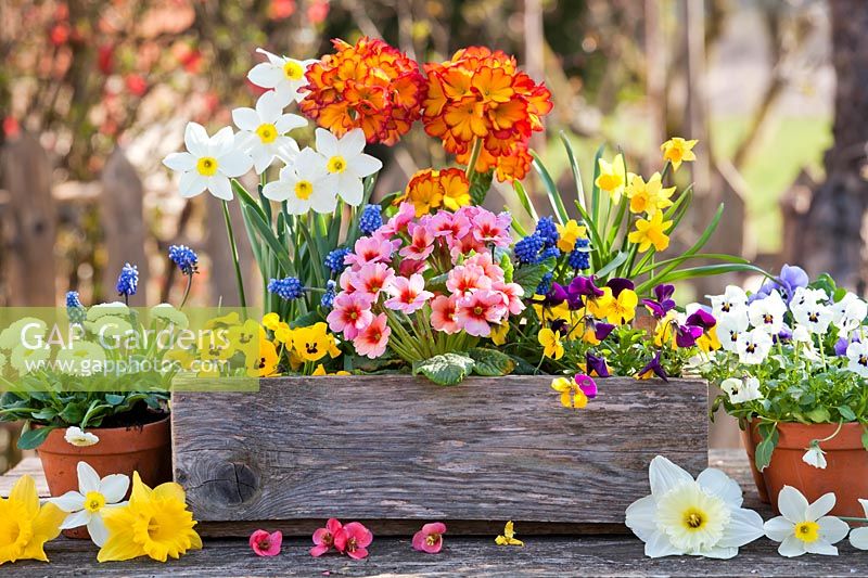 Crate and pots with primroses, pansies, daffodils, bellis and muscari.