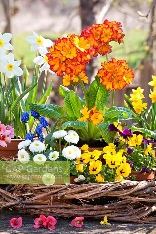 Pots with primroses, pansies, daffodils, bellis and muscari.