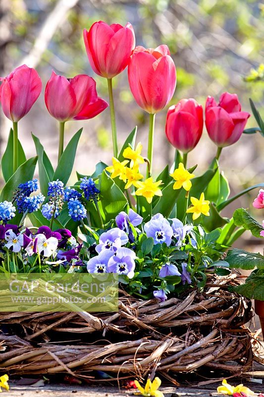 Spring floral arrangement with red tulips, blue pansies and grape hyacinths and daffodils.