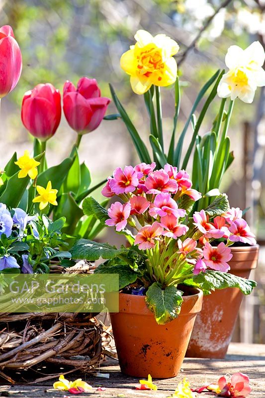 Spring floral arrangement with potted primrose, red tulips, blue pansies and daffodils.