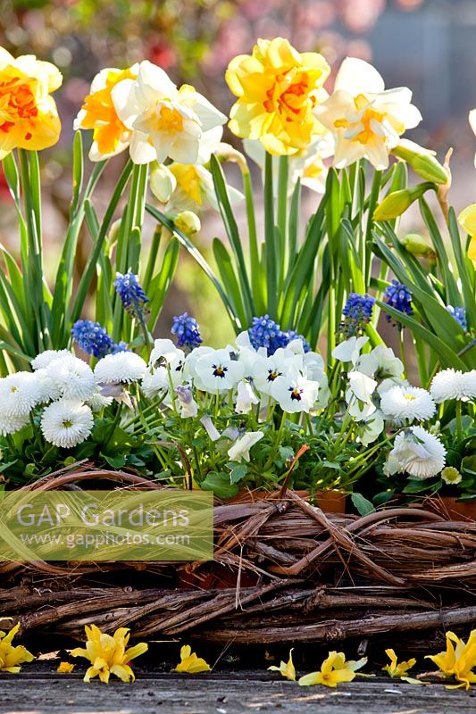 Spring floral arrangement with Daffodils, Pansies, Grape hyacinths and Bellis.