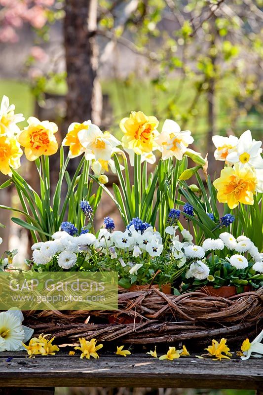 Spring floral arrangement with daffodils, pansies, grape hyacinths and bellis.