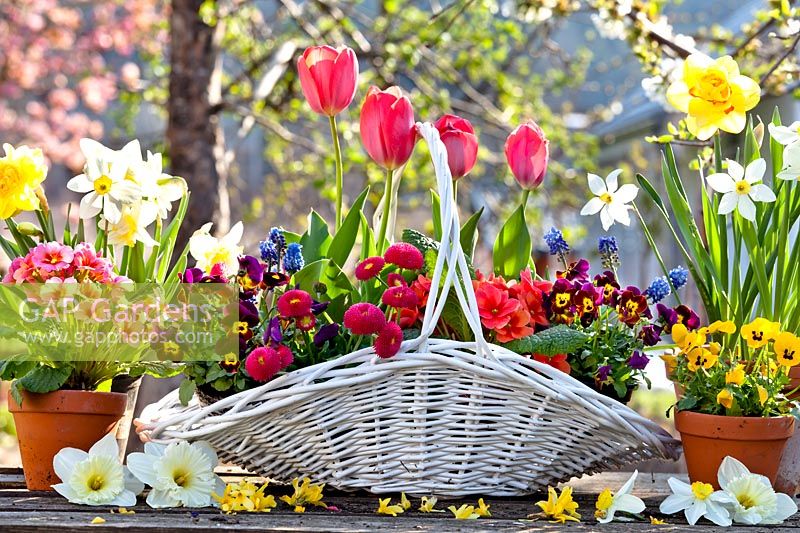 Trug with Tulips, Primulas, Pansies and Bellis.