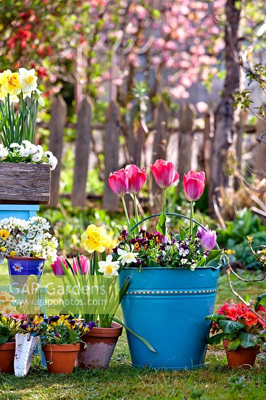 Display of potted spring flowers including daffodils, tulips, pansies, primroses and bellis.
