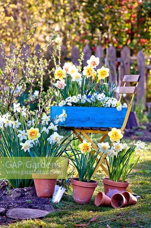 Spring flower display with daffodils and bellis.