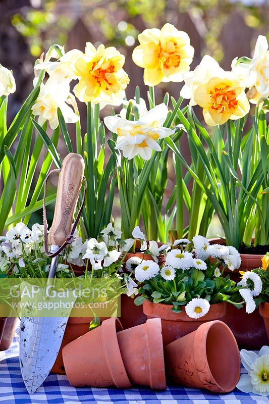 Daffodils, bellis and pansies in containers.
