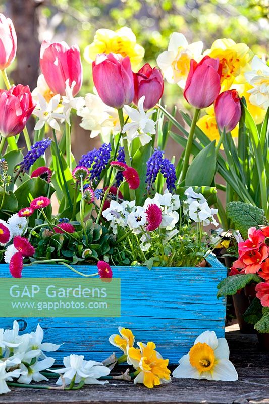 Daffodils, tulips, primroses, bellis, muscari and pansies in containers on the table.