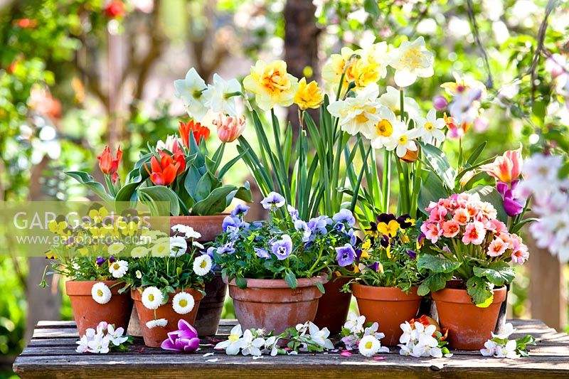 Pots with daffodils, bellis, tulips and pansies.