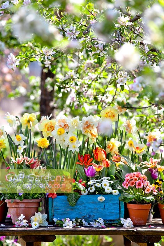 Trug and pots with daffodils, bellis, primroses, tulips and pansies.