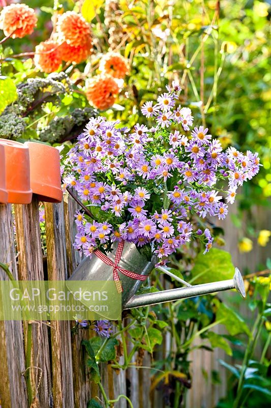 Watering can with Asters on a fence.