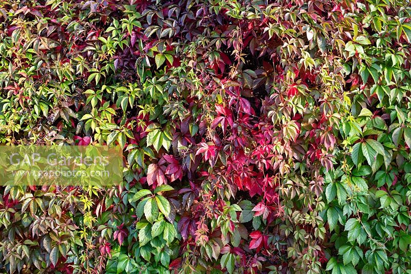 Parthenocissus quinquefolia - Virginia creeper on a wall in autumn