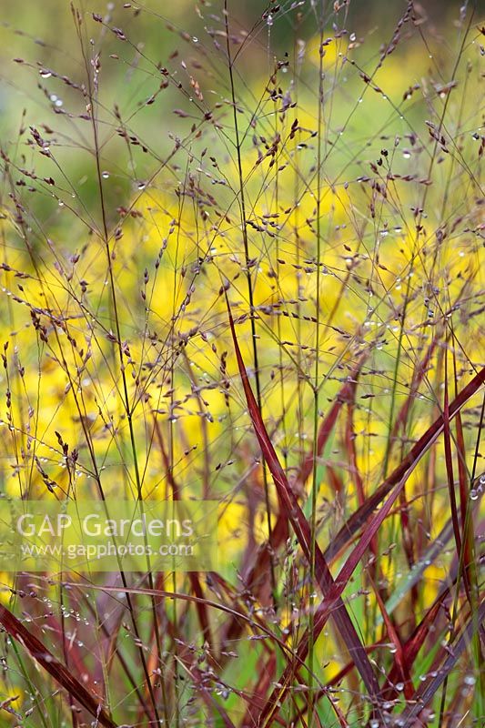 Panicum virgatum 'Shenandoah' - Switchgrass in autumn