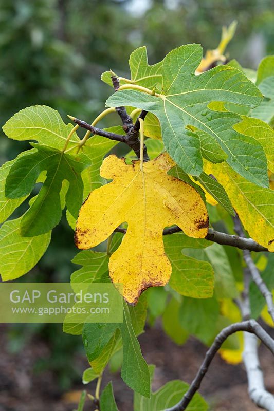 Fiscus carica 'Rosetta' -  Fig foliage changing colour in autumn