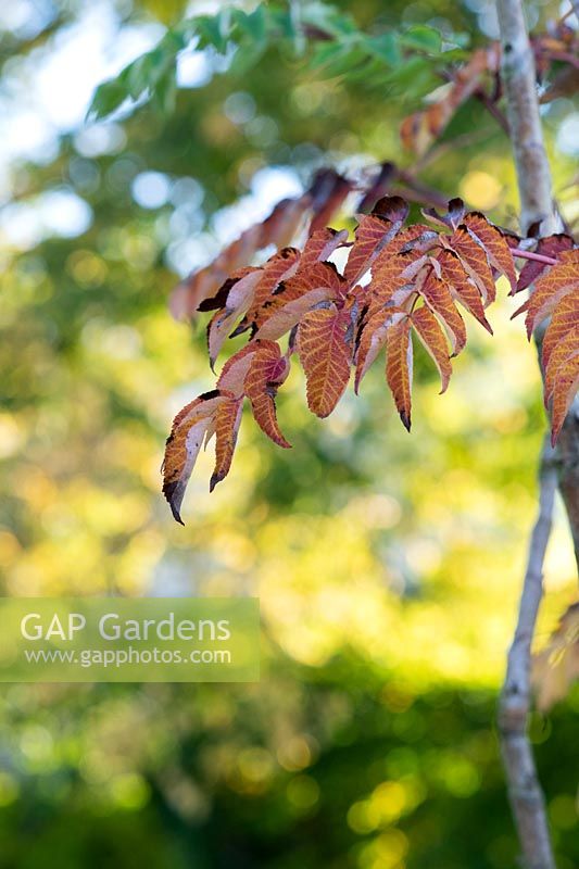 Aralia elata - Japanese Angelica Tree - foliage 
