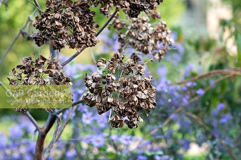 Angelica sylvestris - Wild Angelica - seeds hanging from stems