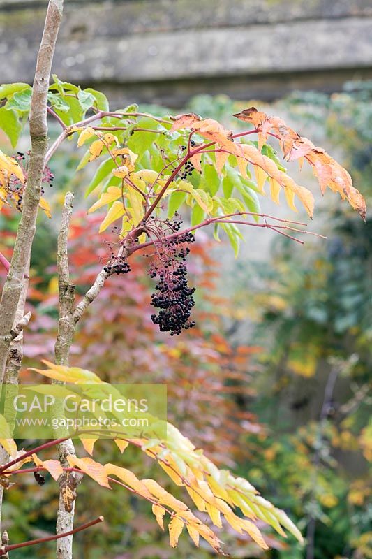 Aralia elata - Japanese Angelica Tree - foliage and berries 