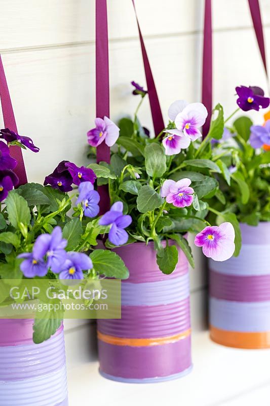 Decorated tin cans planted with small flowering autumn bedding Viola - pansies on painted wooden background