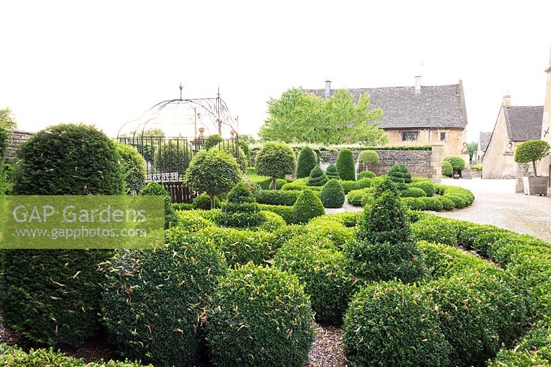The Parterre made of clipped box, yew and standard Portugese laurels at Bourton House, Gloucestershire, UK.