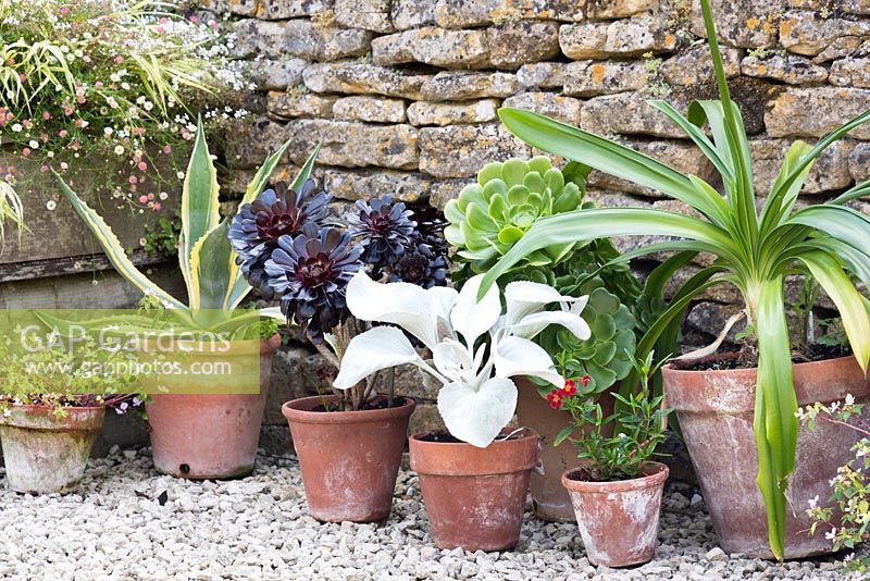 Collection of terracotta pots planted with succulents, white leaved Senecio 'Angel Wings' and Clivia, in front of old stone wall