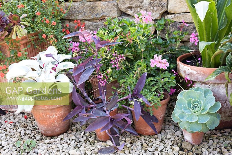 Collection of terracotta pots planted with succulents, white leaved Senecio 'Angel Wings', Pelargonium and Tradescantia pallida 'Purpurea' 