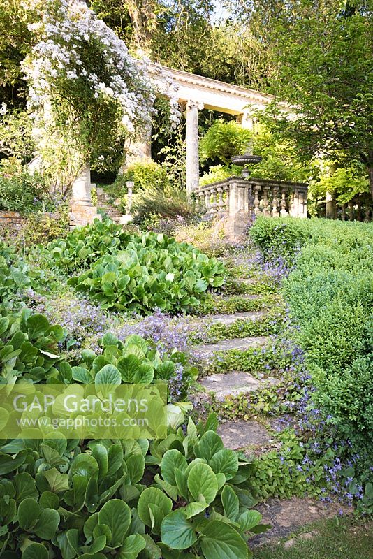 Steps colonised by Campanula with Bergenia on oneside and Buxus - Box - on the other. Steps lead up to the terrace and colonnade