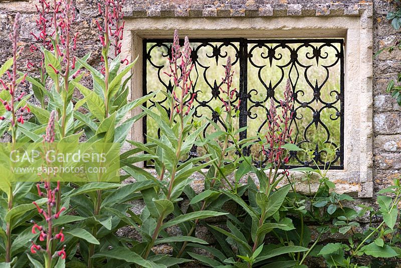 Lobelia tupa in front of a wall with an ornate metalwork or trellis