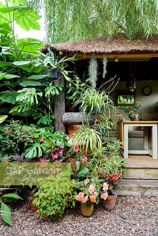 Jungle Hut with plants surrounding the entrance including large leaved Paulownia tomentosa, begonias, spider plants, Monstera deliciosa, ficus, Tillandsia usneoides and Platycerium bifurcatum.