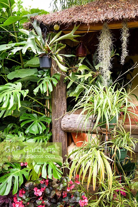 Jungle Hut constructed using recycled telegraph poles covered with plants including Monstera deliciosa, spider plants, Chlorophytum comosum, Tillandsia usneoides, begonias and the staghorn fern, Platycerium bifurcatum.