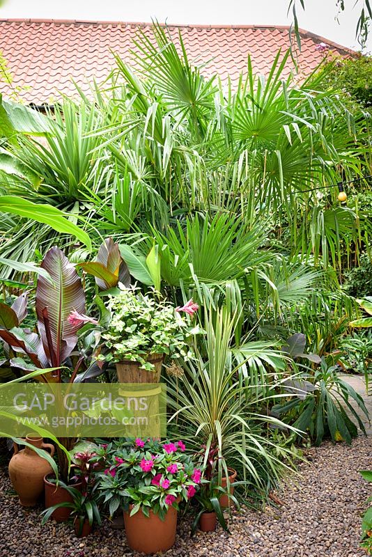 Pots of Tradescantia 'Blushing Bride', impatiens, Ensete ventricosum 'Maurelii', cordyline and bromeliads surrounded by trachycarpus leaves.