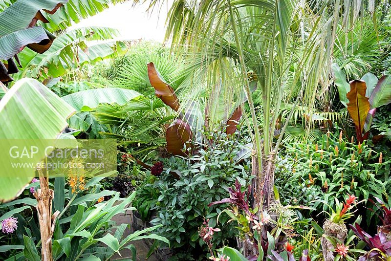 Drift wood branches decorated with bromeliads and tillandsias below a jelly palm, Butia capitata,  surrounded by large leaved exotics including hedychiums, trachycarpus, Musa basjoo and Ensete ventricosum 'Maurelii'.