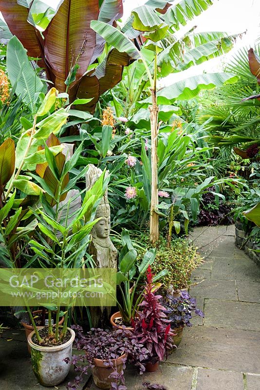 Large foliage plants including Musa basjoo, Ensete ventricosum 'Maurelii and trachycarpus mixed with exotic flowering plants such as Hedychium 'Tara' and pots of purple leaved foliage plants.